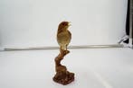 Nachtegaal Taxidermie volledige montage - Luscinia