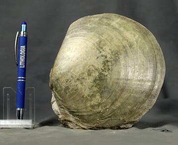 Grote, zeer decoratieve schaaldierenplaat - Gefossiliseerd