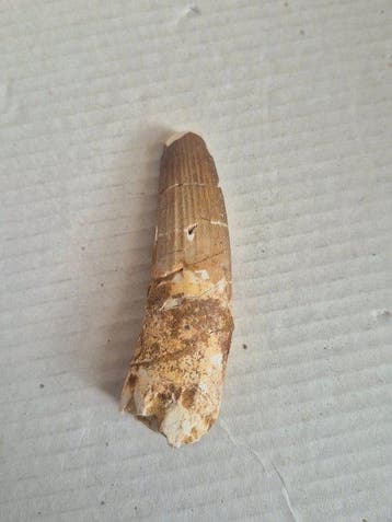 Spinosaurus - Fossiele tand - 7 cm - 2 cm (Zonder
