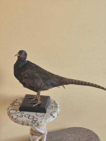 Schaduwfazant Taxidermie wandmontage - Phasianus colchicus