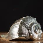 Exclusief Luxeobject - Verzilverd Zeeschelp - Busycon, Verzamelen