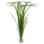 Vallisneria spiralis aquariumplant (Aquariumplanten), Ophalen of Verzenden, Nieuw, Plant(en), Steen of Hout