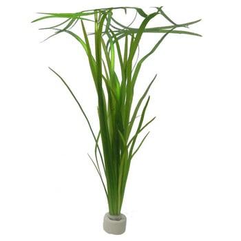 Vallisneria spiralis aquariumplant (Aquariumplanten), Dieren en Toebehoren, Vissen | Aquaria en Toebehoren, Plant(en), Steen of Hout