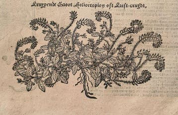 Rembertus Dodonaeus - 47 houtsnedes uit het Cruydt-boeck