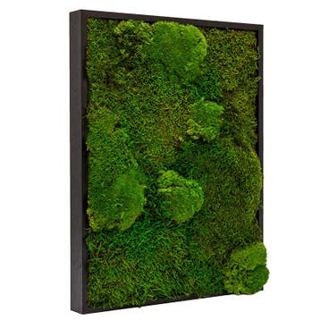 Mosschilderij Lappenmos-Bolmos 70x100 cm Zwart - Boras, Verzenden