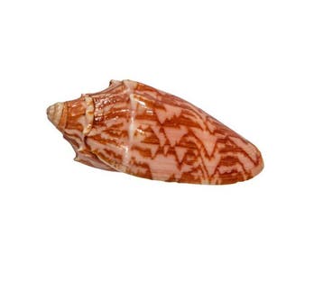 Cymbiola vespertilio (70 mm, Top-Zustand GEM) – Uitstekend, Nieuw