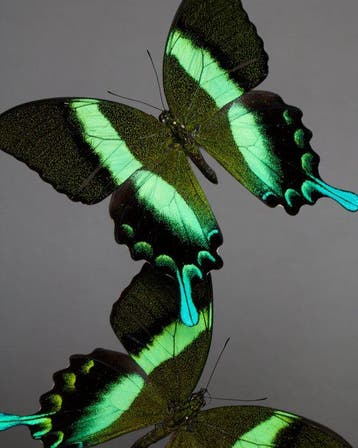 Papillon Support de corps entier pour taxidermie - Papilio