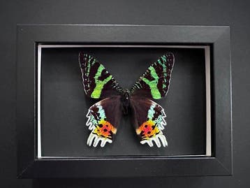 Vlinder Taxidermie volledige montage - Urania Ripheus - 15