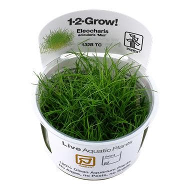 Eleocharis acicularis Mini - Pusilla 1-2-grow! (Medium), Animaux & Accessoires, Poissons | Aquariums & Accessoires, Envoi