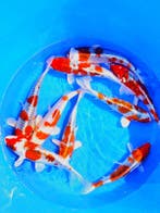 Hirasawa Marusei  32-40 cm (Japanse Koi), Ophalen of Verzenden