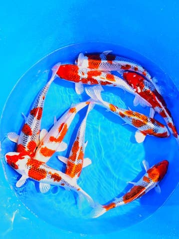 Hirasawa Marusei  32-40 cm (Japanse Koi), Ophalen of Verzenden, Nieuw