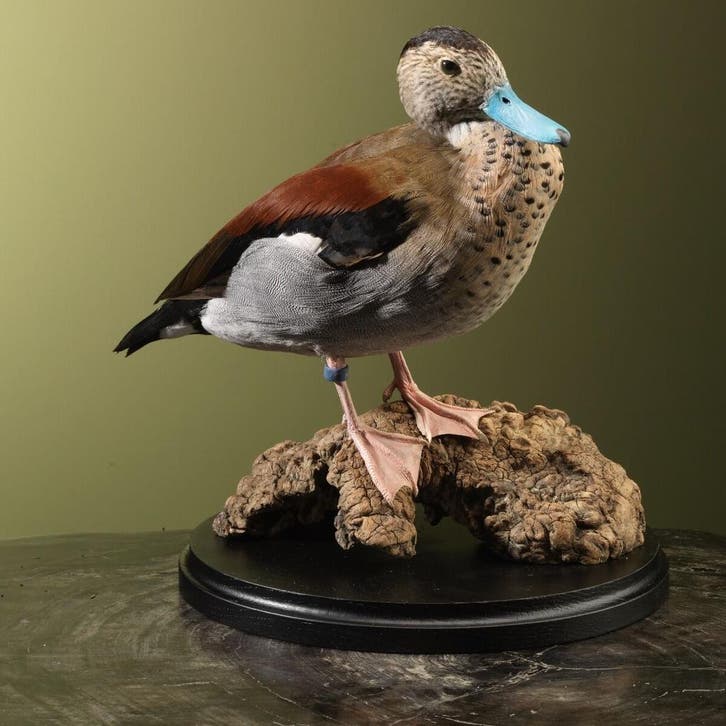 Ringtaling Taxidermie Opgezette Dieren By Max, Verzamelen, Dierenverzamelingen, Opgezet dier, Nieuw, Vogel, Ophalen of Verzenden