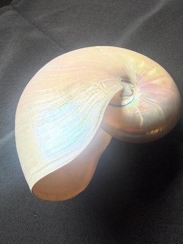 Zeeslak Zeeschelp - Nautilus Pompilius (Zonder minimumprijs)