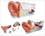 Anatomisch oormodel groot ST-ATM 70, Verzenden