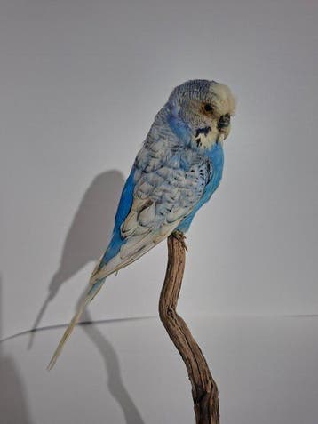 Perruche Support de corps entier pour taxidermie -, Collections