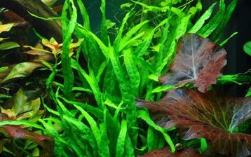 Tropica Microsorum pteropus Narrow (easy) - In vitro, Verzenden, Nieuw