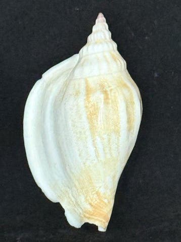 Escargot de mer Coquillage marin - S-579 STROMBUS EPIDROMIS, Antiek en Kunst