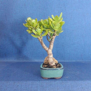 Jade bonsai (Crassula/Portulacaria) - Hauteur (arbre) : 23, Antiquités & Art