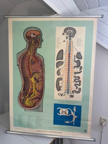 Deutsches Gesundheits Museum Köln - Grote anatomische