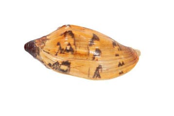 Top-verzamelstuk: Cymbiola laminusa – 101 mm, Makellos (GEM)