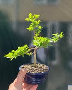Liguster bonsai (Ligustrum) - Hoogte (boom): 24 cm - Diepte
