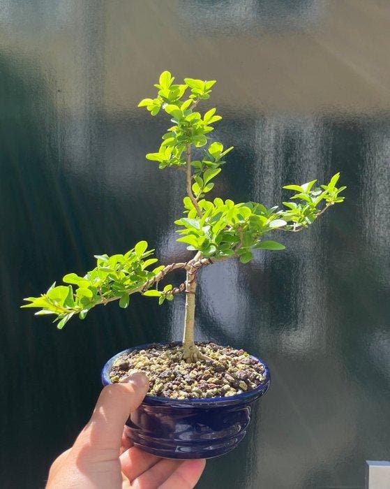 Liguster bonsai (Ligustrum) - Hoogte (boom): 24 cm - Diepte, Antiek en Kunst, Curiosa en Brocante