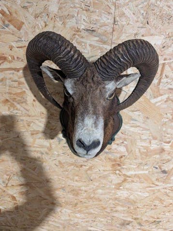 mouflon Support mural pour taxidermie - Ovis aries musimon -, Verzamelen, Nieuw