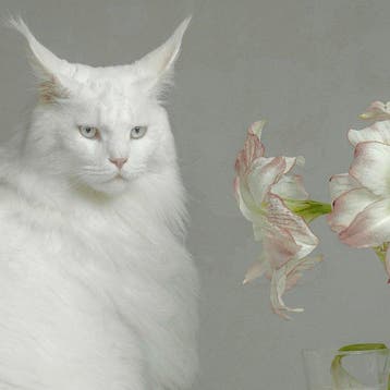 Elena Paraskeva - Amaryllis And The Maine Coone