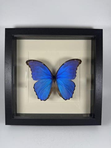 Vlinder Taxidermie volledige montage - NO RESERVE PRICE -