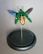 Scarabée Support de corps entier pour taxidermie -