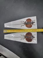 Twee Vliegende Hagedissen Taxidermie volledige montage -, Collections, Collections Animaux