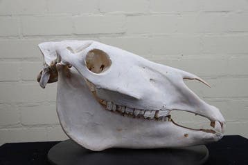 Steppezebra Schedel - Equus quagga - 47 cm - 28 cm - 21 cm-, Verzamelen, Nieuw
