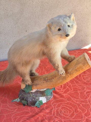 steenmarter met zwarte poten Taxidermie wandmontage - Martes, Nieuw