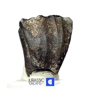 Top, enorme zwarte Ouranosaurus nigeriensis, basale