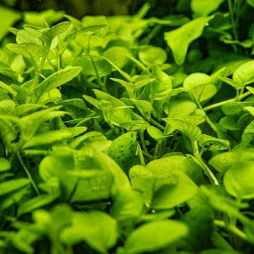 Tropica Hygrophila serpyllum 1-2-grow!, Verzenden