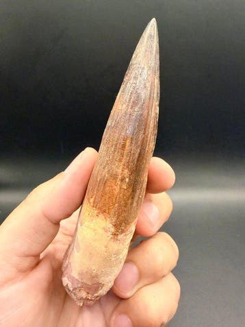 Dinosaurus - Fossiele tand - Spinosaurus aegyptiacus - 12.9