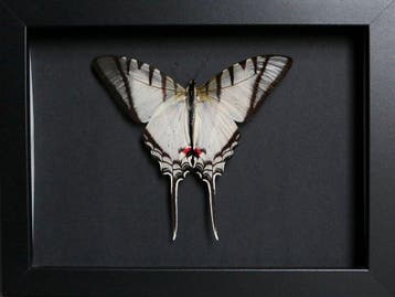Vlinder Taxidermie volledige montage - Euritydes protesilaus