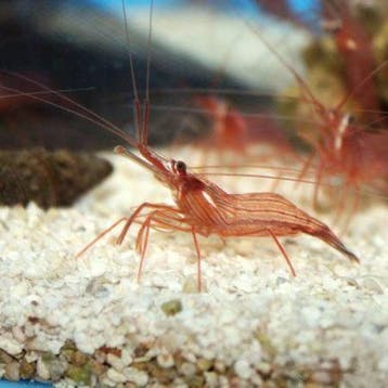 Lysmata wurdemanni (pepermuntgarnaal) M (Circa 3-4 cm), Dieren en Toebehoren, Vissen | Aquariumvissen