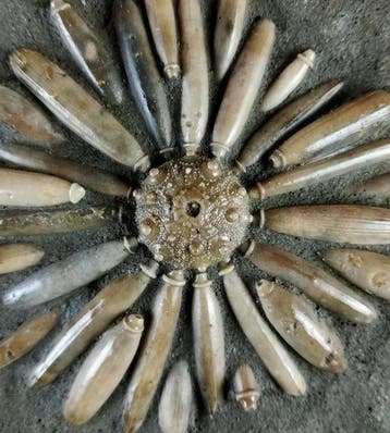 Fossiele zee-egel van hoge kwaliteit!!! - Schelp met