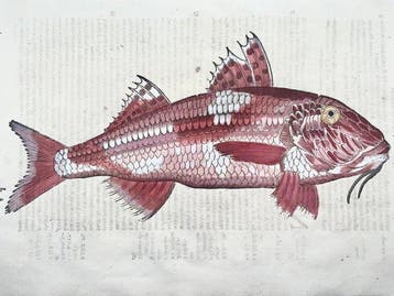 Aldrovandi; Fish, Red Mullet - Folio with hand coloured, Antiek en Kunst