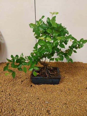 Sageretia bonsai (Sageretia theezans) - Hoogte (boom): 27 cm