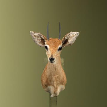 Steenbokantilope Taxidermie Opgezette Dieren By Max, Ophalen of Verzenden, Nieuw, Wild dier, Opgezet dier