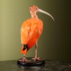 Ibis Taxidermie volledige montage - Eudocimus ruber - 37 cm, Nieuw