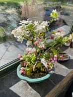 Malus bonsai (Malus sargentii) - Hoogte (boom): 55 cm -