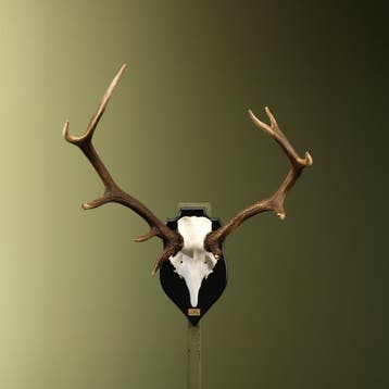 Edelhert Gewei Taxidermie Opgezette Dieren By Max, Ophalen of Verzenden, Opgezet dier