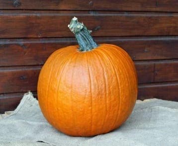 Apollo F1 PMT sterke halloweenpompoen kleinverpakking, Nieuw