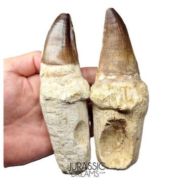 Uitstekende set van 2 enorme Thalassotitan atrox (de, Verzamelen