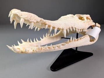 Crocodile du Siam (réservé aux soumissionnaires de lUE), Collections