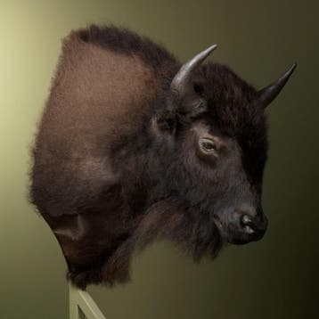 Bizon Taxidermie Opgezette Dieren By Max, Ophalen of Verzenden, Nieuw, Wild dier, Opgezet dier