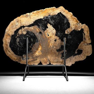 C - Prachtige schijf versteend hout op een aangepaste